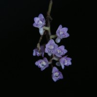 Podochilus falcatus Lindl.